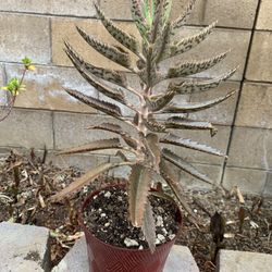 Alligator plant- Mother of thousands