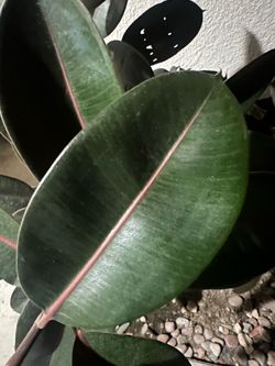 Rubber ficus