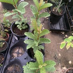 Guava  Plant- Large Fruited White Inside 
