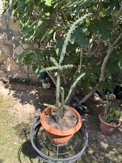 Tree Cholia Cactus