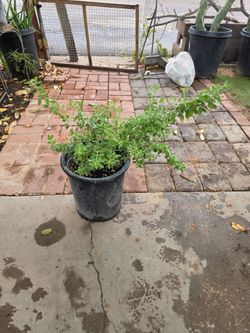 Texas sage plant