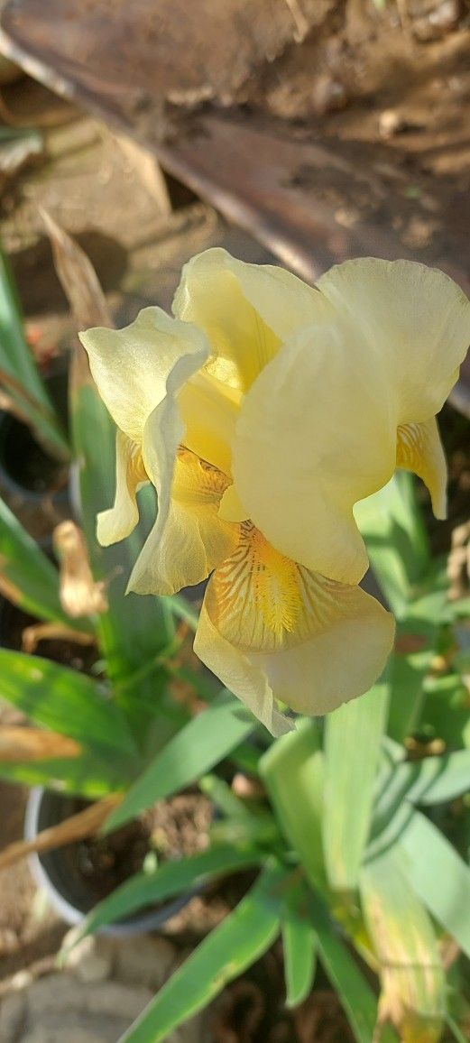 Iris Yellow Small 