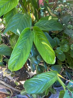 Planta