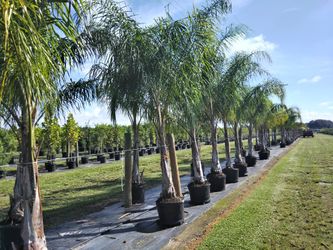 15 Ft Tall Palm Trees Delivered And Planted