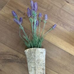 2 Lavender Plants Decor