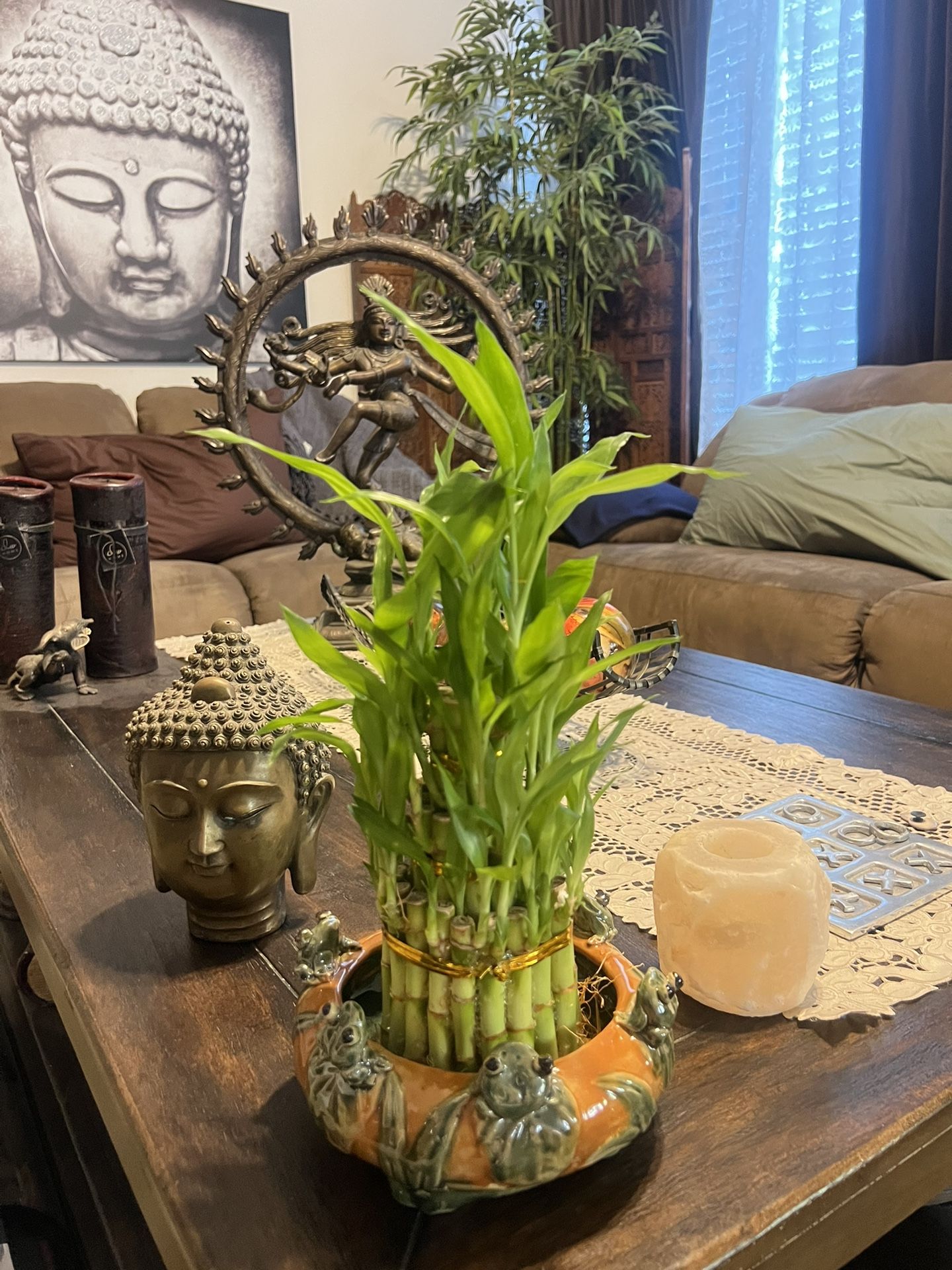 Lucky Bamboo Plant With Frog Pot