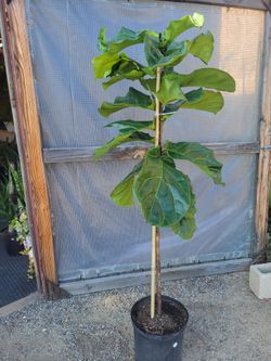 Fiddle Leaf Plant 5' Tall in 12" Nursery Pot