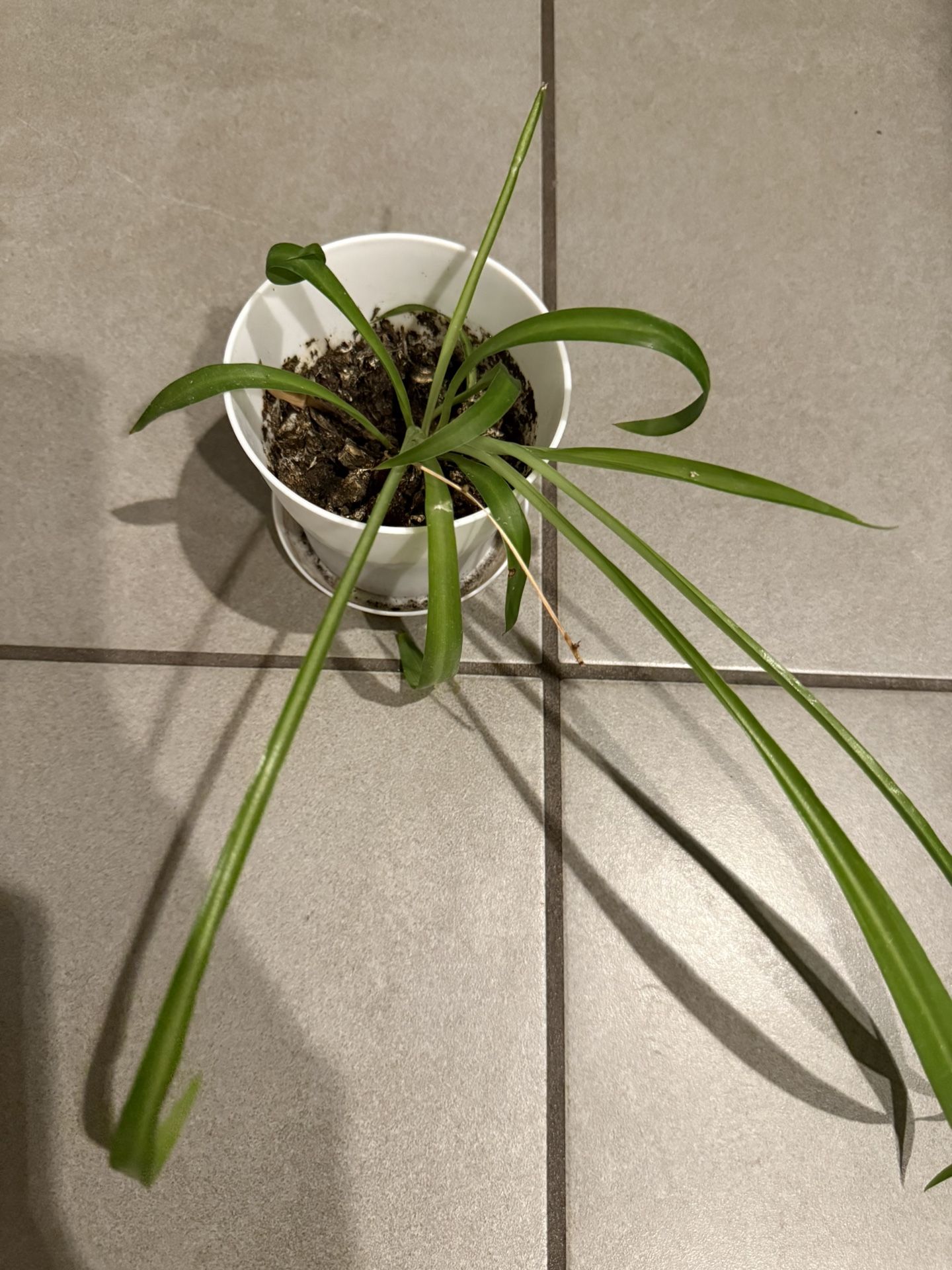 Spider Plant Starter ๐ชด $5 with pot (10 Of Them $5 Each)