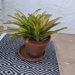 Bromeliad In Clay Pot in MARGATE
