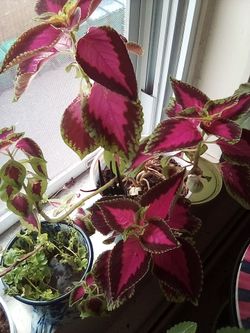 Plant