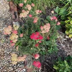 Beautiful yarrow perennial