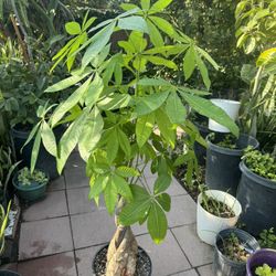 Money Tree Big Trunk 7 Leaves