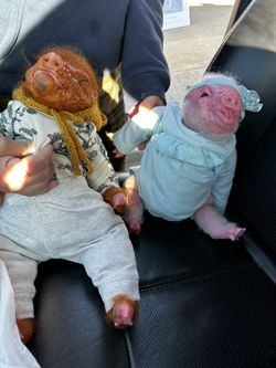 Reborn Pigs