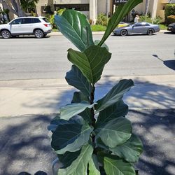 6.4ft Tall  Fiddle Leaf Fig 🌳 In 16" Ceramic Pot.