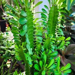 Euphorbia Trigona Cactus ( 3' ft. Tall ) 🌵