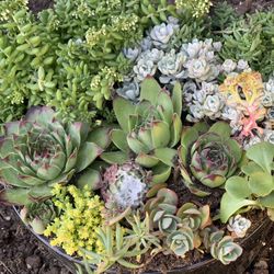 Live outdoor succulent arrangement in black ceramic pot