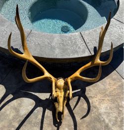 Vintage elk mount elk skull antler