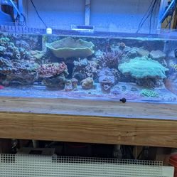 80 gallon, 3/4" thick acrylic reef tank