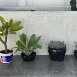lot of 4 plants / succulents - Plumeria agave echeveria rosemary