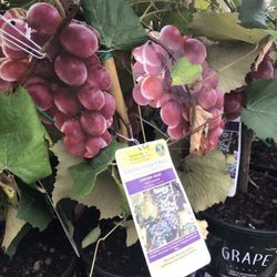 Red Grape Self Pollinating Fully Grown Seedling Plant Free Black Eyed Susan Plant