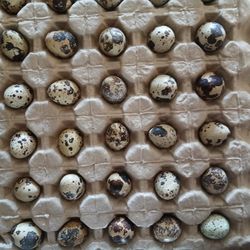 Huevo De Godorniz / Quail Eggs