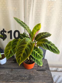 Calathea Jungle Velvet