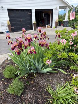 Siberian Iris Jeweled Crown Magenta