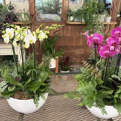 Orchid Garden