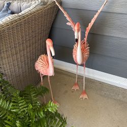 Flamingos 