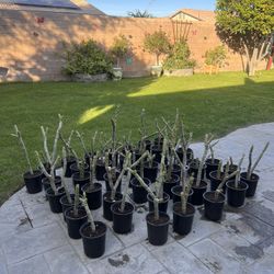 Potted Plumeria Plants 