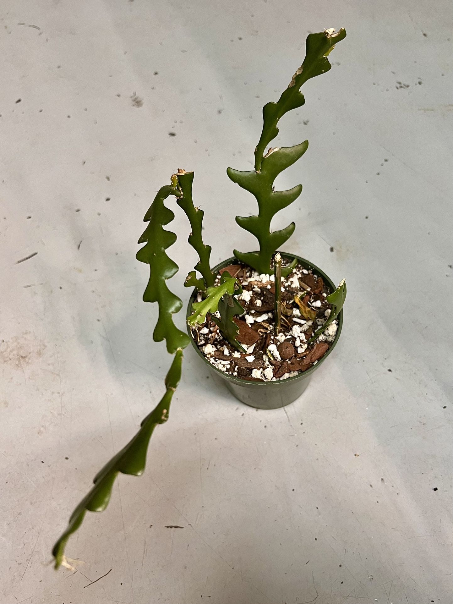 Zigzag Plant