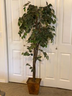 6 foot Artificial Ficus Tree