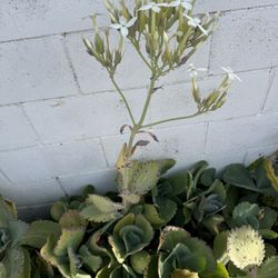 Free Rare Succulent 