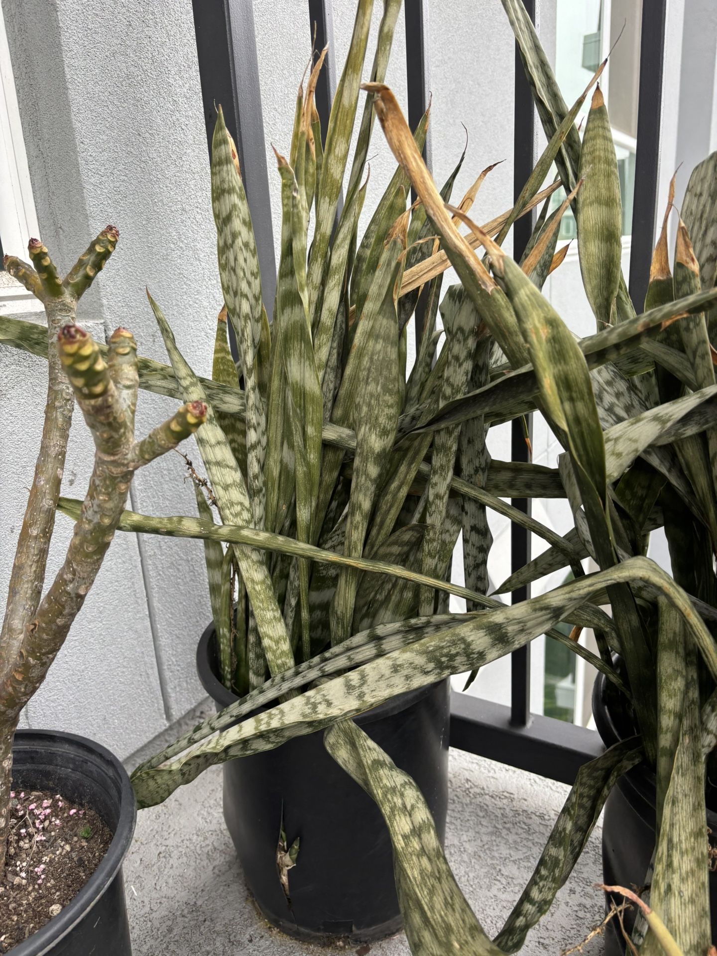 Snake plants
