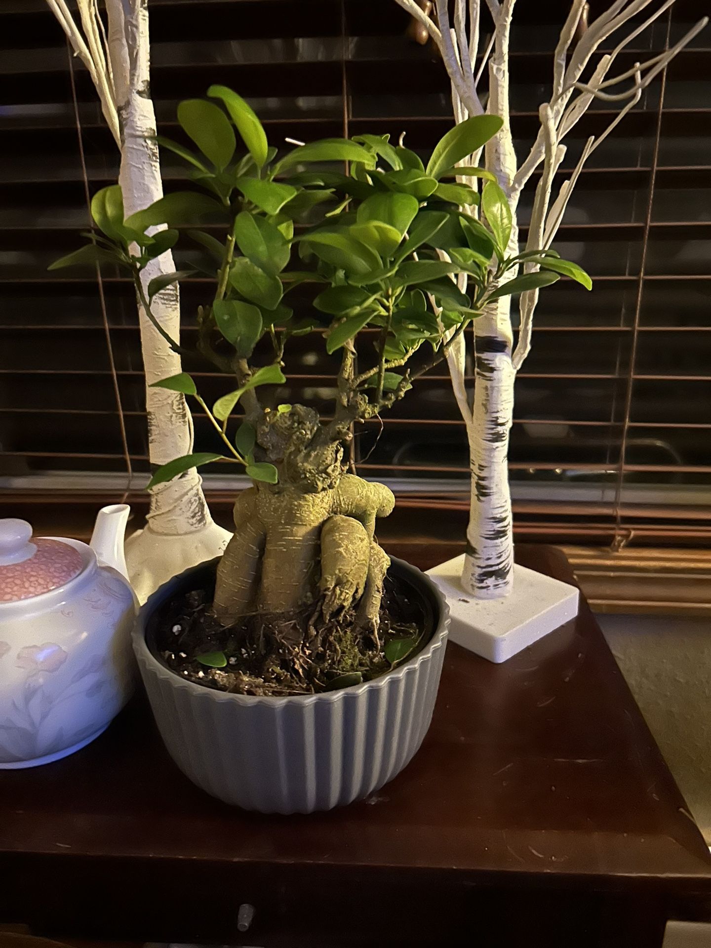 Bonsai