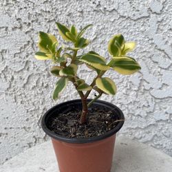 4 Inch Pot Succulent Plant - 	Crassula Sarmentosa Variegated - Comet Variegata - Rooted & Established Plant - Drought Resistant - 🪴 