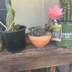 Cactus floreando