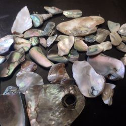 Abalone Shell 