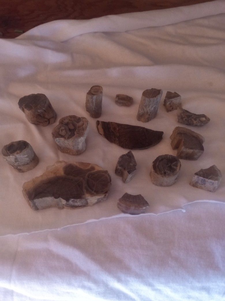 Septarian Nodules