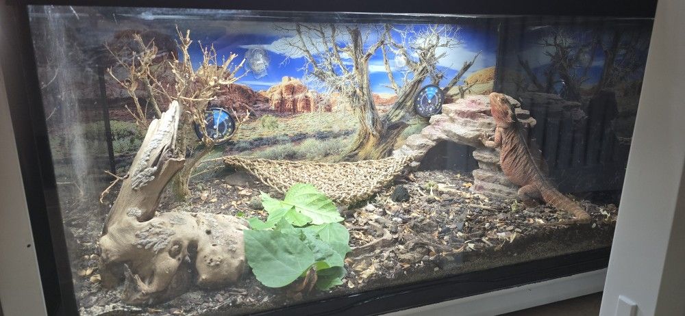 Bioactive Terrarium With Berded Dragon