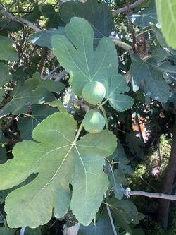 Fig tree