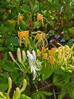 Live plant 1-gal Honeysuckle fragrant