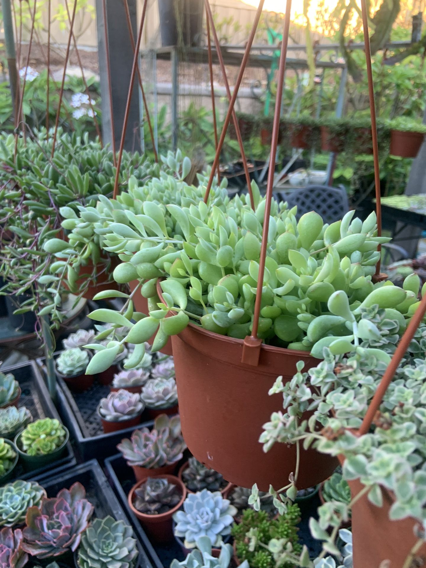 Hanging Succulent Baskets- 6 Inch