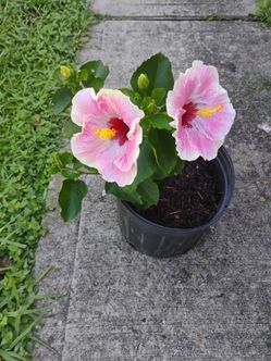 Hibiscus 🌺🌺 plant