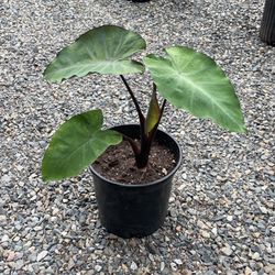 Elephant Ear Plant