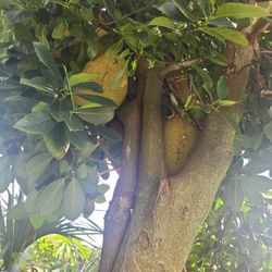 Fresh whole Jackfruit