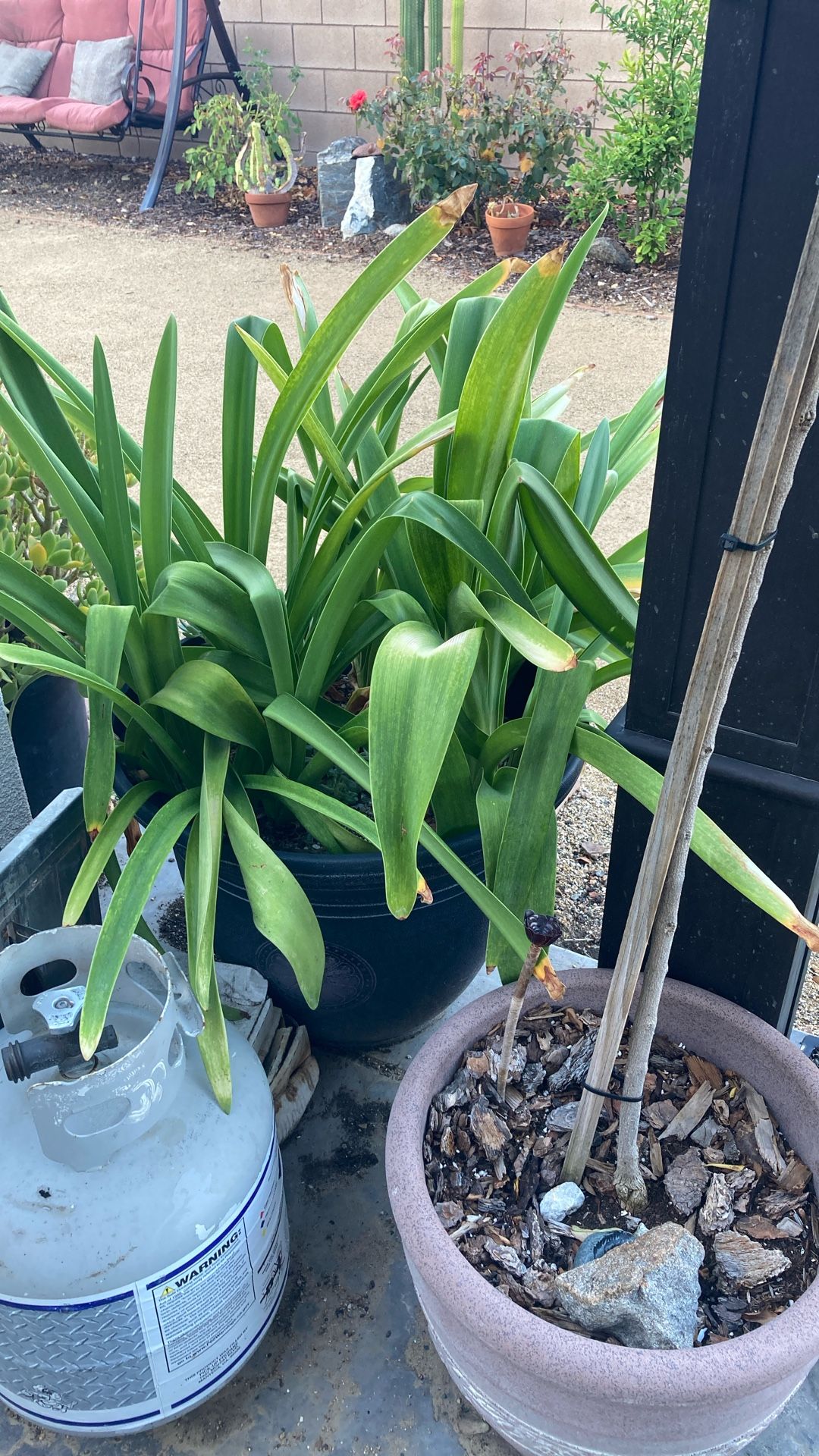 8 Gallon Lily Plant