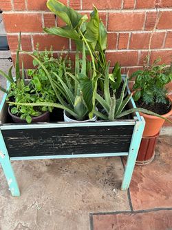 Awesome affordable Deals here for plants