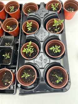 Baby cherry tomato plants