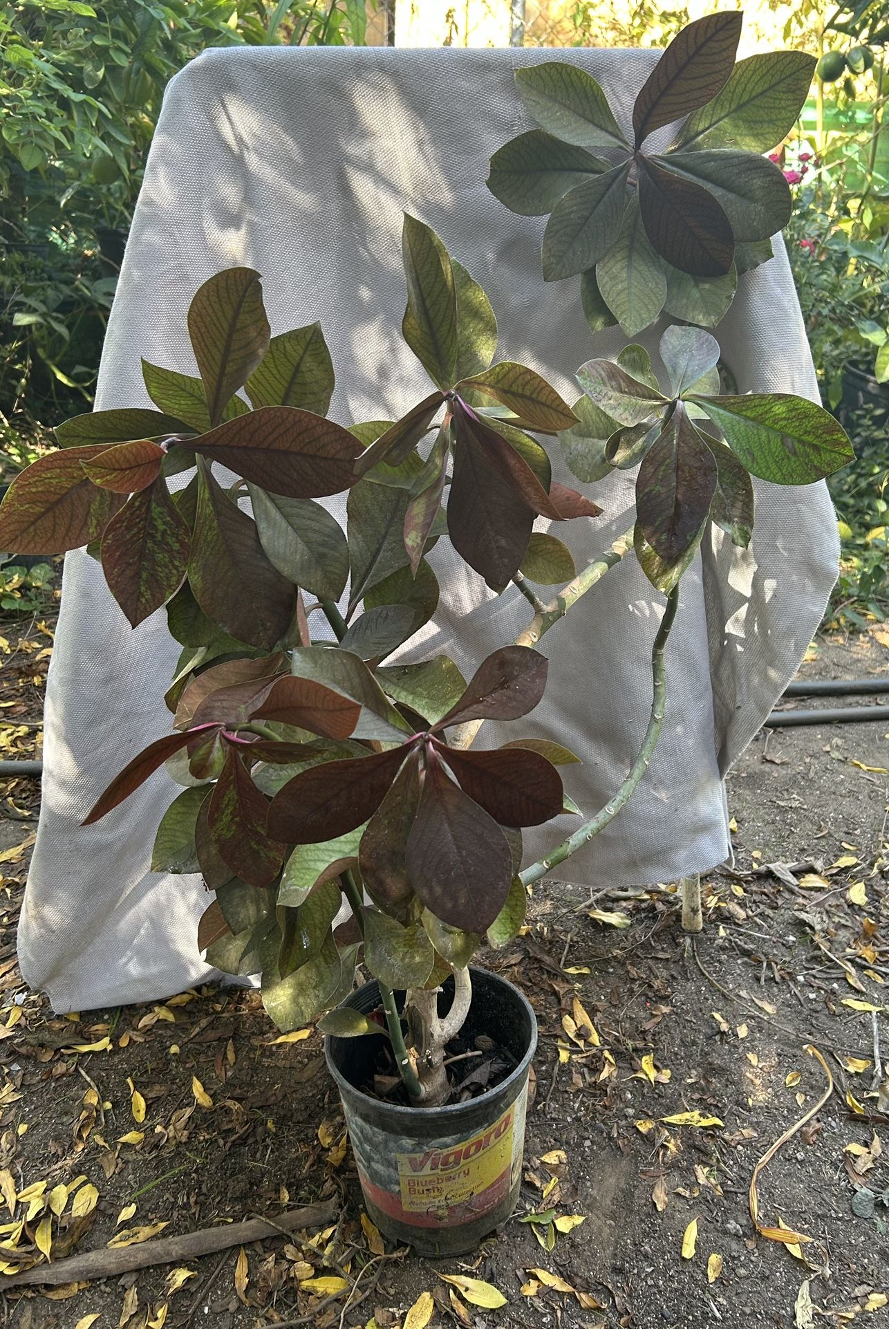 African Milk Plant, the Plant of Life,